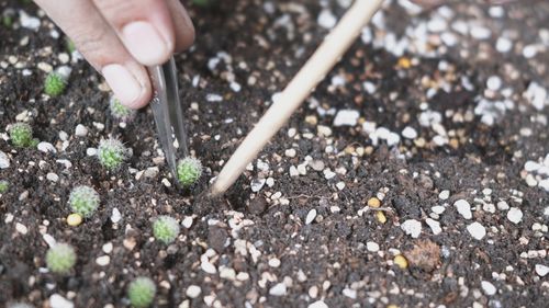 Midsection of person holding plants