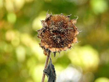 Close-up of wilted flower