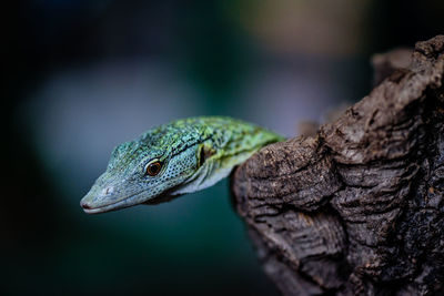 Close-up of lizard