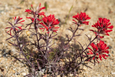 Close-up of red flowering plants on field