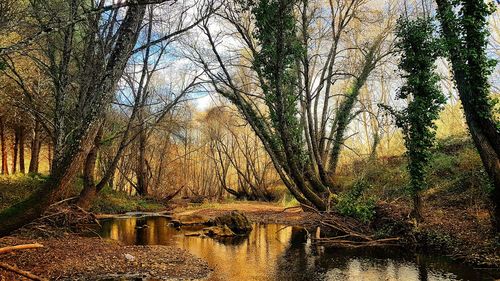 Bare trees by lake in forest against sky