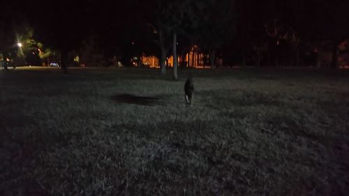 Horses on grass against sky at night