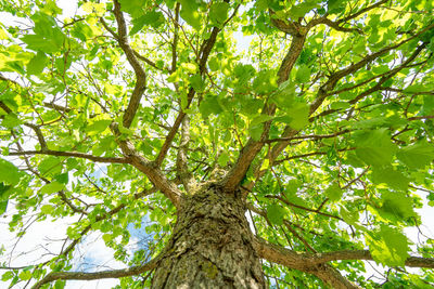 Low angle view of tree in forest