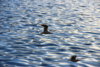 High angle view of duck swimming in lake