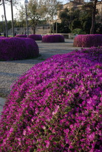 Pink flowers growing in park