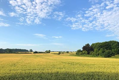 Scenic view of field against blue sky