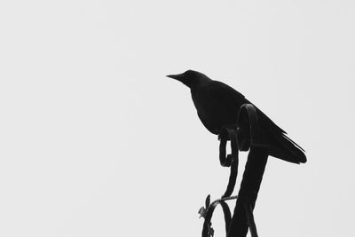 Low angle view of birds against clear sky