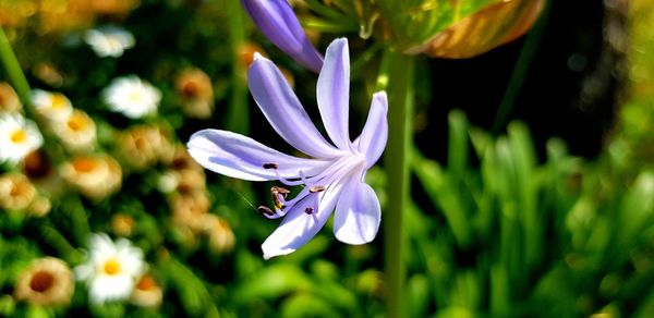 Close-up of purple crocus flower