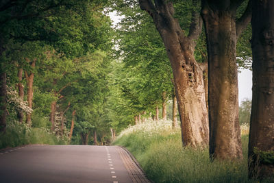 Empty road amidst trees in forest