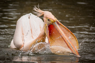 Close-up of duck swimming in lake