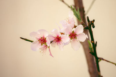 Close-up of pink cherry blossoms in spring