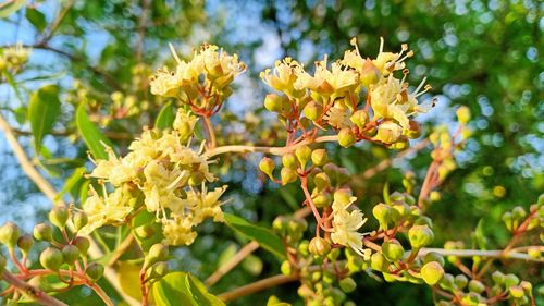 Close-up of yellow flowering plant