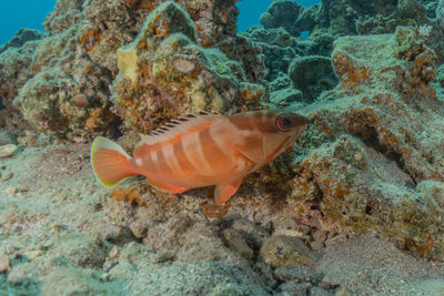 Close-up of fish in sea