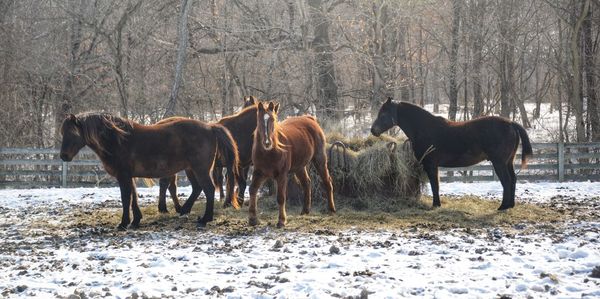 Horses in a field