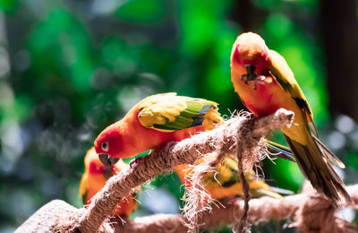 Close-up of parrot eating