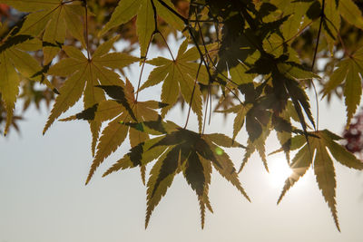 Low angle view of maple tree against sky