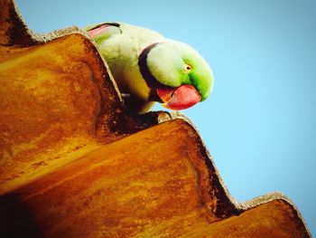 Low angle view of bird against sky