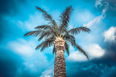 Low angle view of palm tree against blue sky