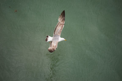 Bird flying over water