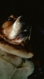 Close-up of dog relaxing on floor