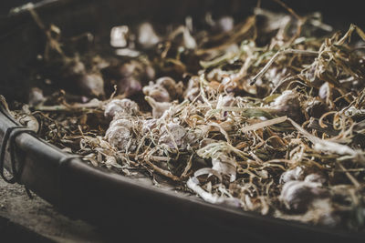 Close-up of a garlic 