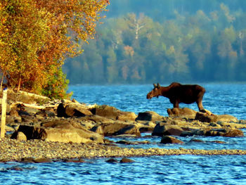 Horse in a forest