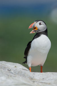 Close-up of puffin on a land