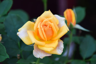 Close-up of rose flower