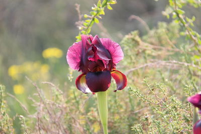 Close-up of pink flower on field