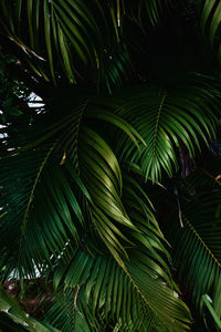 Close-up of palm tree