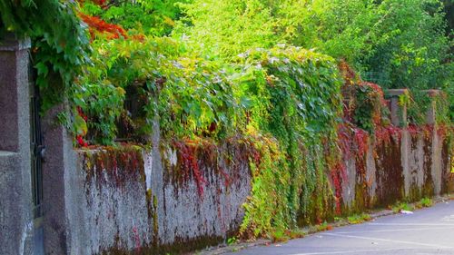 Plants and trees in autumn