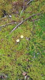 High angle view of mushrooms growing on field