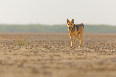 Portrait of dog on field