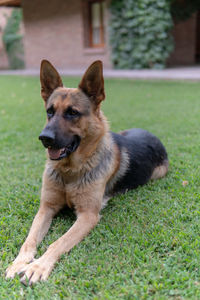 Portrait of a dog on field