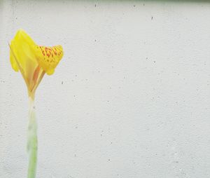 Close-up of fresh yellow flower