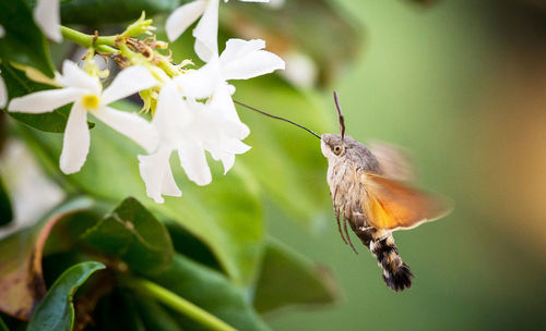 Close-up of insect pollinating on flower