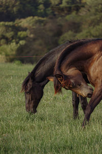 Horse grazing on field