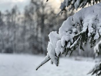 Close-up of frozen plant on snow covered field