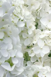 Close-up of white flowers