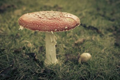 Close-up of mushroom on field