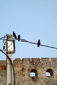 Low angle view of birds perching on cable against clear sky