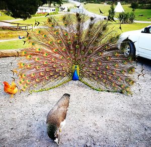 Close-up of peacock