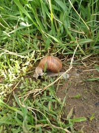 Close-up of snail on grass