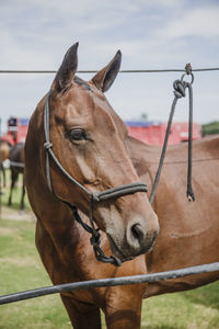 Close-up of horse standing on field