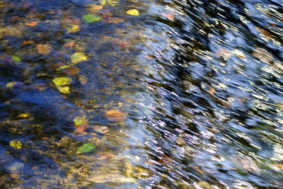 Reflection of trees in water