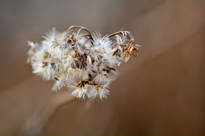 Close-up of insect on white flower