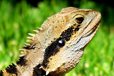 Close-up of bird