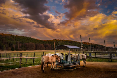 Horse standing on field against sky during sunset