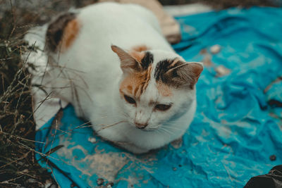 High angle view of cat resting on bed