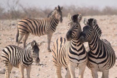 Zebras on a field